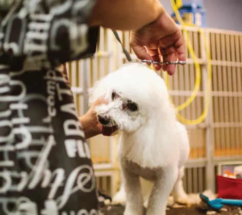 Staff member grooming dog